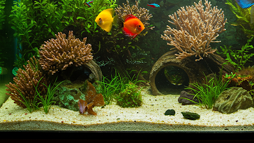 Tank size